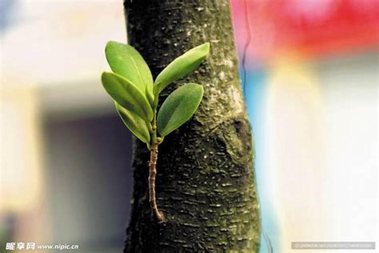 刚移植的树苗喷什么提高成活
