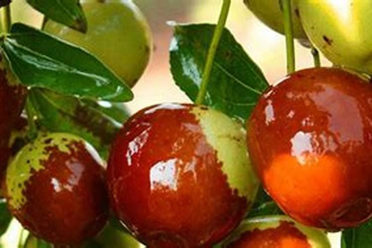 枣树哪时候适合施肥枣树什么时候施肥