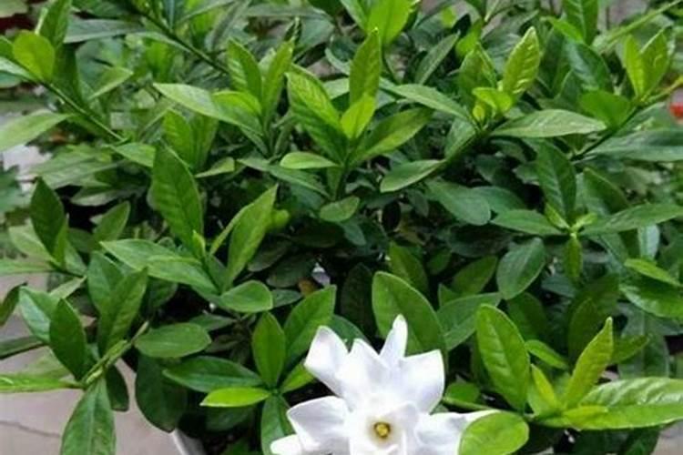 栀子花缺肥表现,叶子变薄并发黄