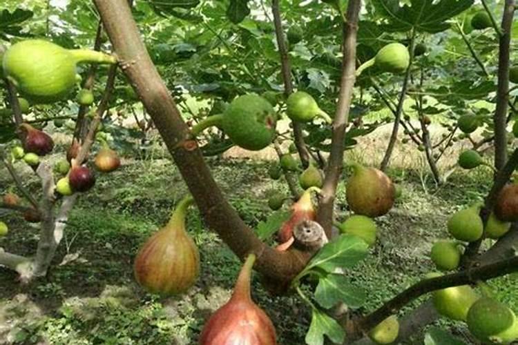 无花果保花保果打什么叶面肥？无花果挂果期用的肥料？