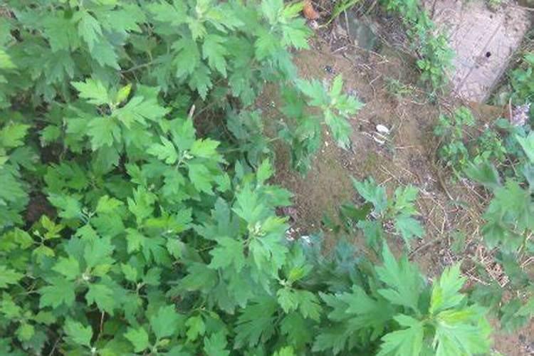 艾草种植方法 钾元素的肥料