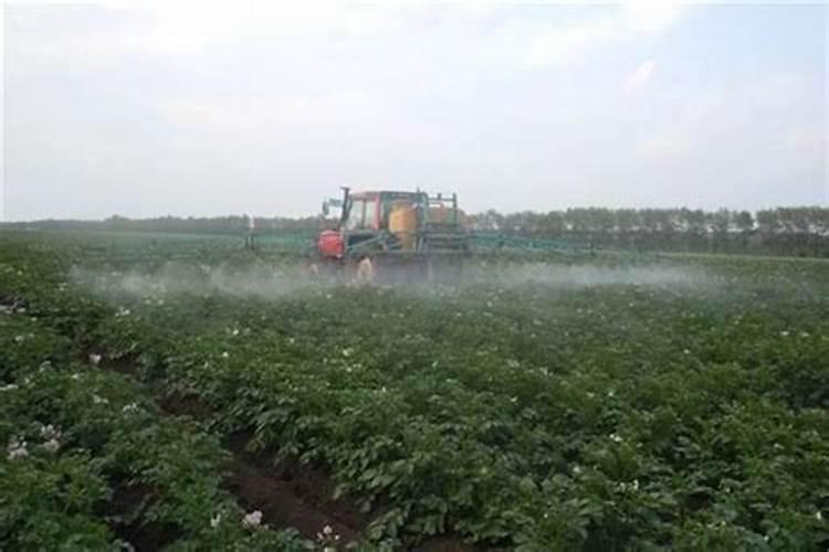 马铃薯第一次冲肥什么好？尿素还是复合肥