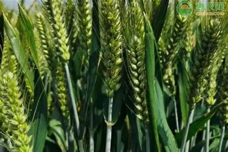 小麦浇水施肥方法