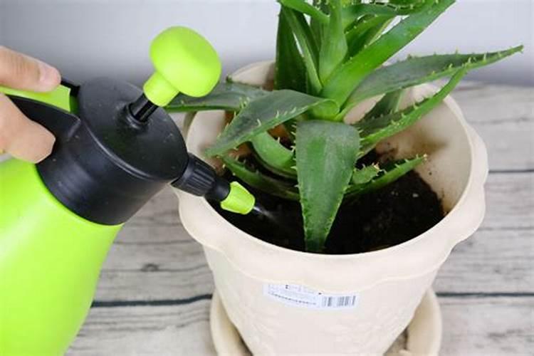 换盆后多久可以施肥