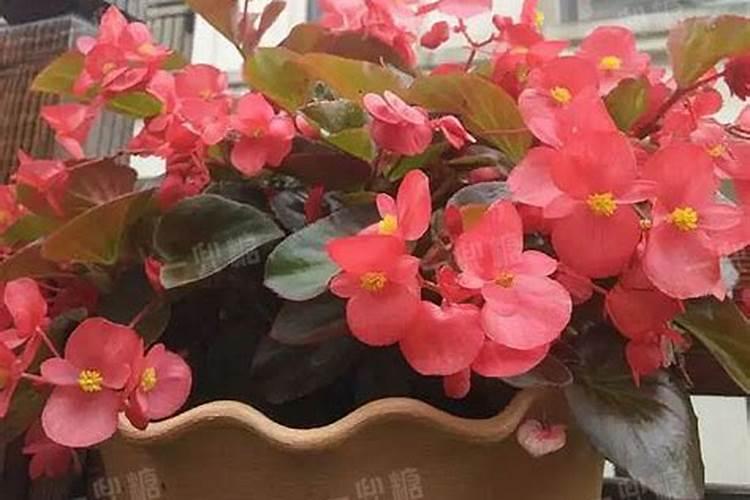 刚换盆的茶花可以施肥吗