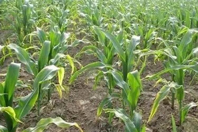 玉米出现黄叶怎么回事