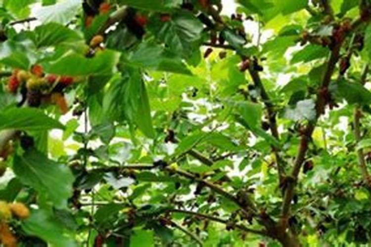 亚磷酸钾怎么样达到控旺效果