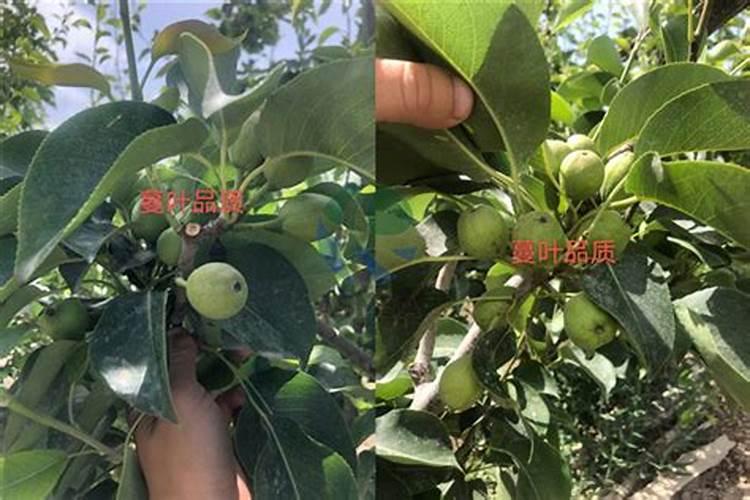 梨树用什么冲施肥好？梨树追肥用什么肥料？梨树膨果用金泰靓