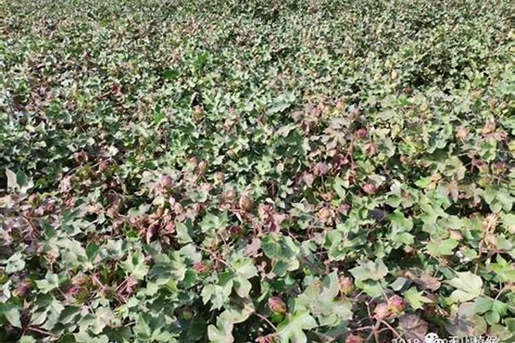 棉花病害,刚开始叶片青枯,茎杆上部萎缩就死了,茎杆剖开一切正常请问是...