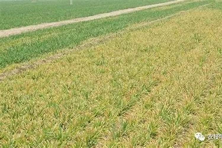 现在小麦叶子黄是怎么了