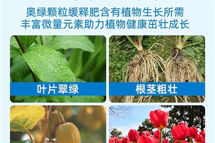 养花主要用些什么肥料呢、种花用什么肥料比较好