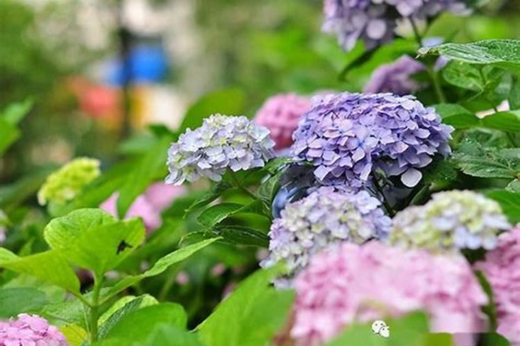 绣球怎么施肥 绣球花如何施肥