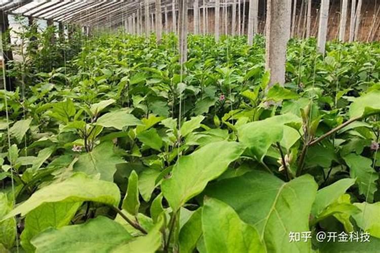 硼肥的用量作用及使用方法