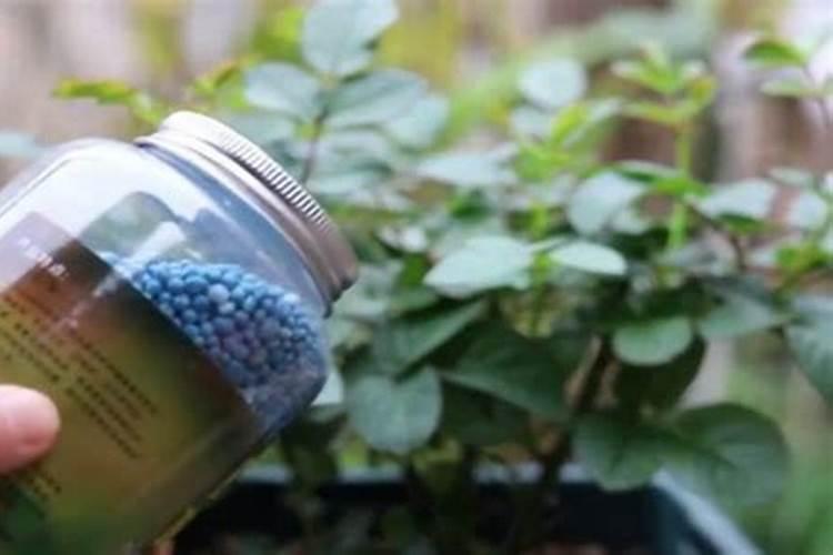 花卉施什么肥好