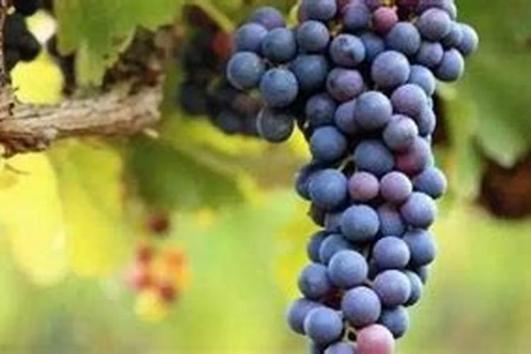 立秋葡萄施肥最佳时间