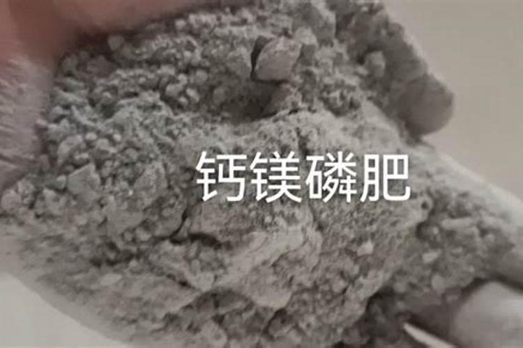 广西哪里有盆桔种植基地？