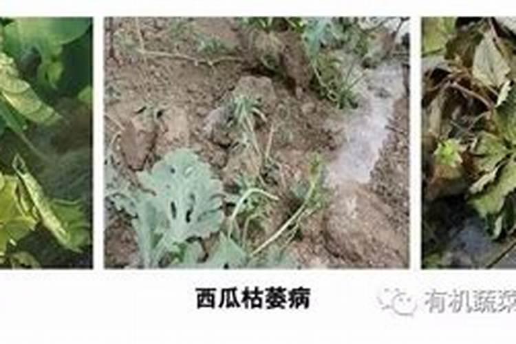 土壤问题怎样有效解决？土壤生病了怎么办？黄腐酸钾黑金晶可以改良土壤吗...