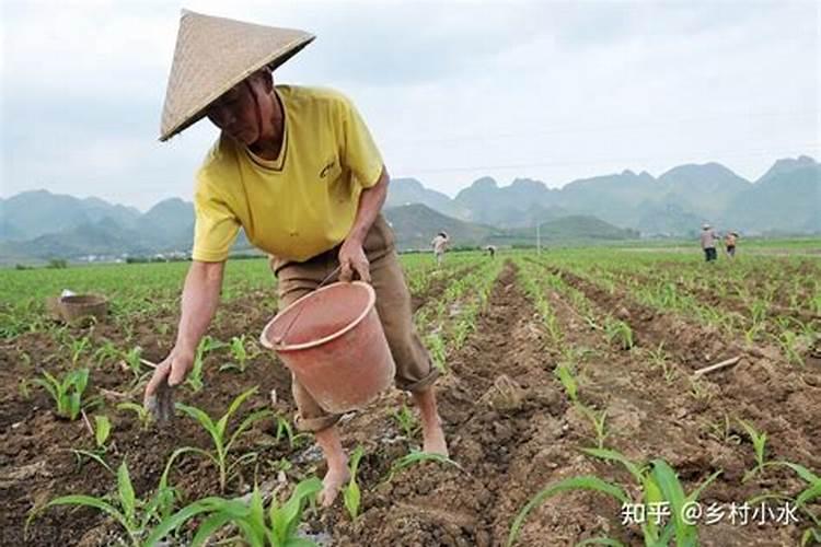 玉米追肥是用尿素好还是用复合肥好？
