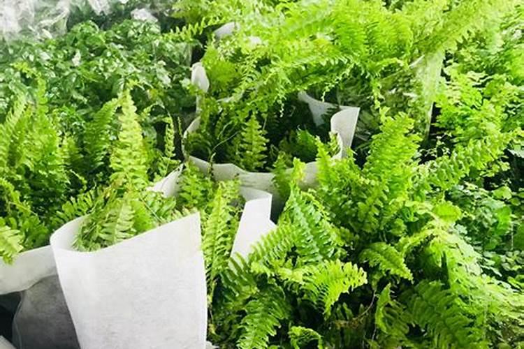 蕨类植物要怎样施肥？