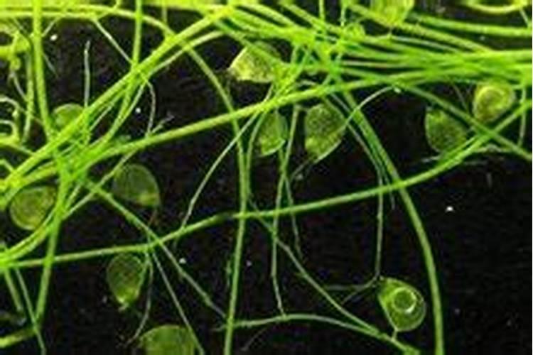 冰片和酒精能治狐臭吗