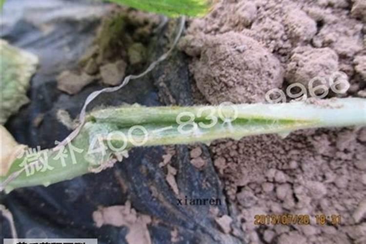 黄瓜接的小瓜发黄是什么原因,怎么补救,平时施肥要注意什么？百度...