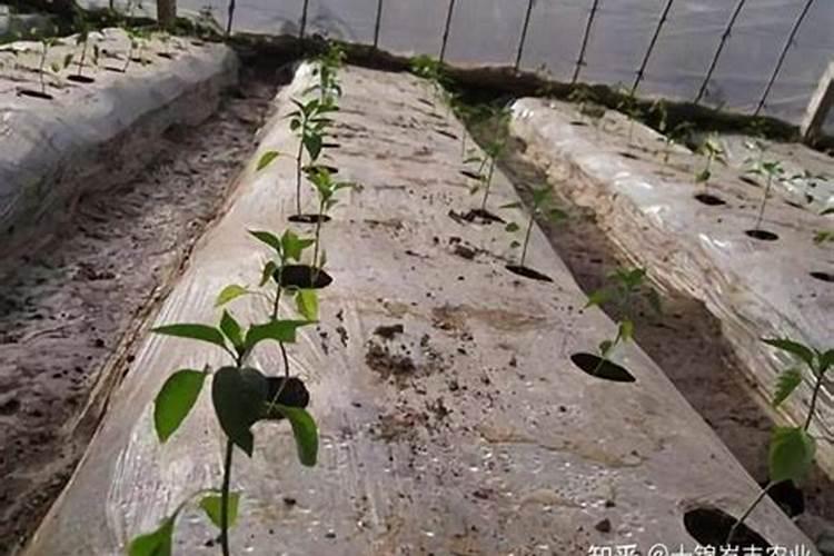 辣椒与有机硅元素和密菌脂起了药害怎么？