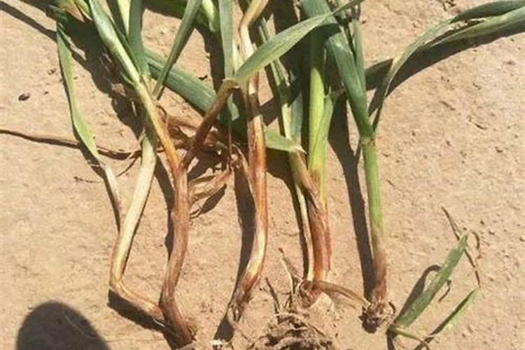 小麦茎基腐病用什么药治疗最好