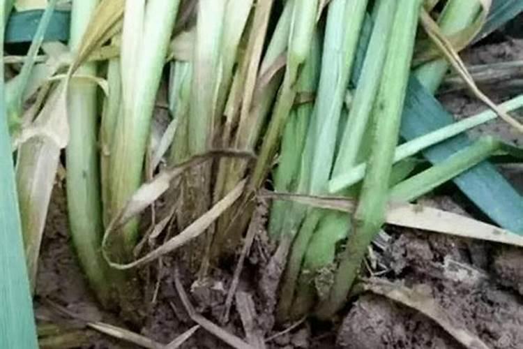 小麦茎基腐病用什么药