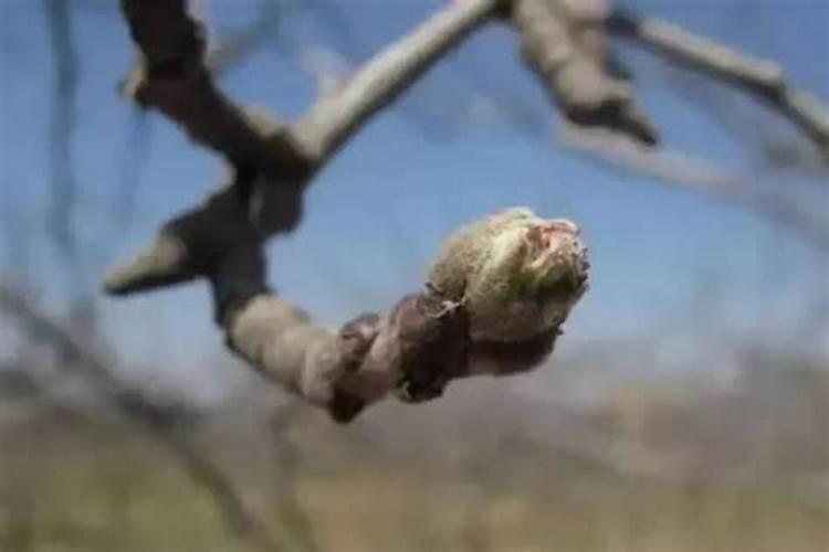 苹果树缺氮、磷、钾的症状及防治措施
