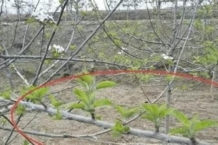山东烟台红富士苹果树苗六年不开花是什么情况？