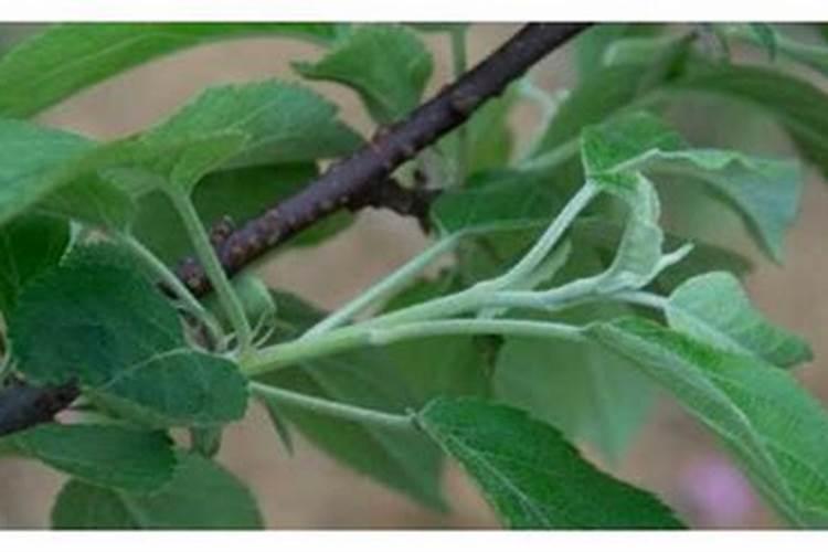 苹果树种了四年不开花