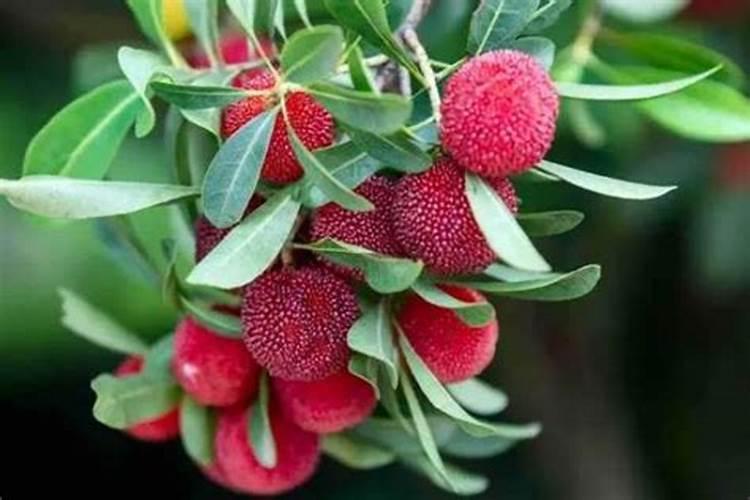 樟州杨梅农后期喷什么药果实变黑亮？