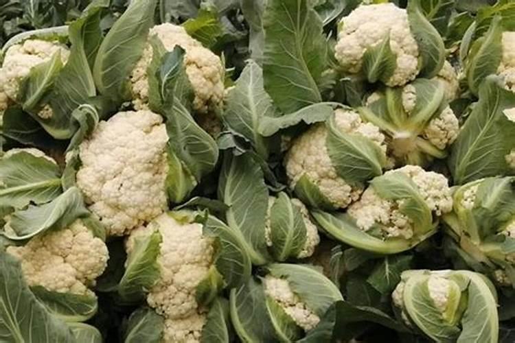 花菜施肥什么合适？花菜追肥用什么更高产