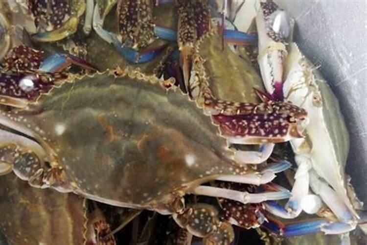 液氮冷冻的梭子蟹能活吗