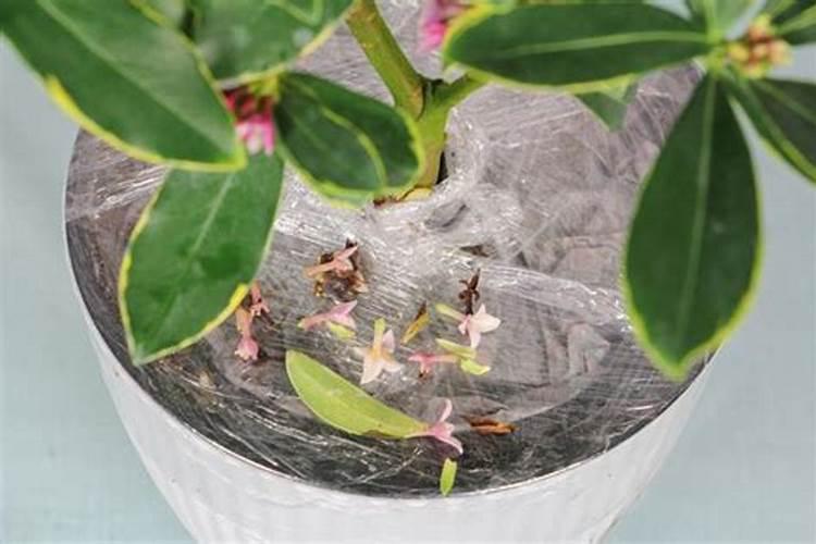 瑞香怎么样养护呢 瑞香养护方法