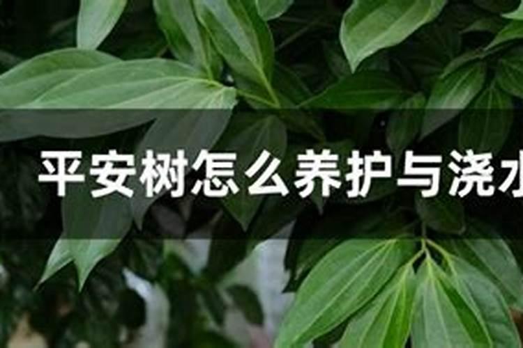 平安树的养殖方法和注意事项
