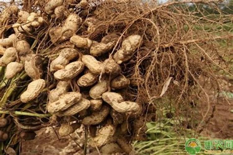 花生肤水肥兑水多少合适