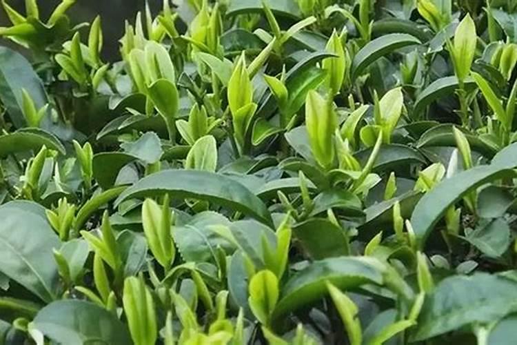 茶叶适用什么化肥