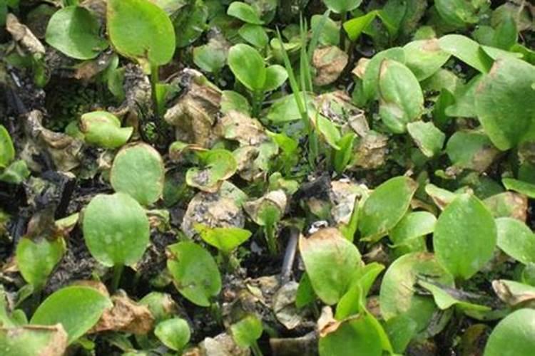 如何解除花生肥害？