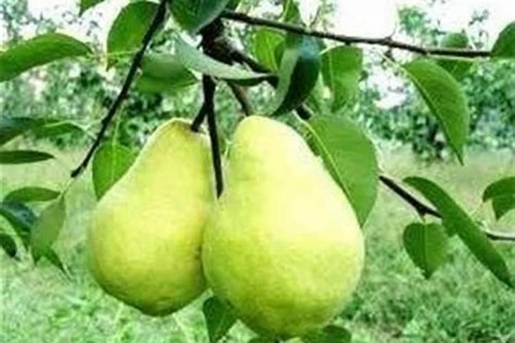 梨果实贮藏效果与哪些因素有关？