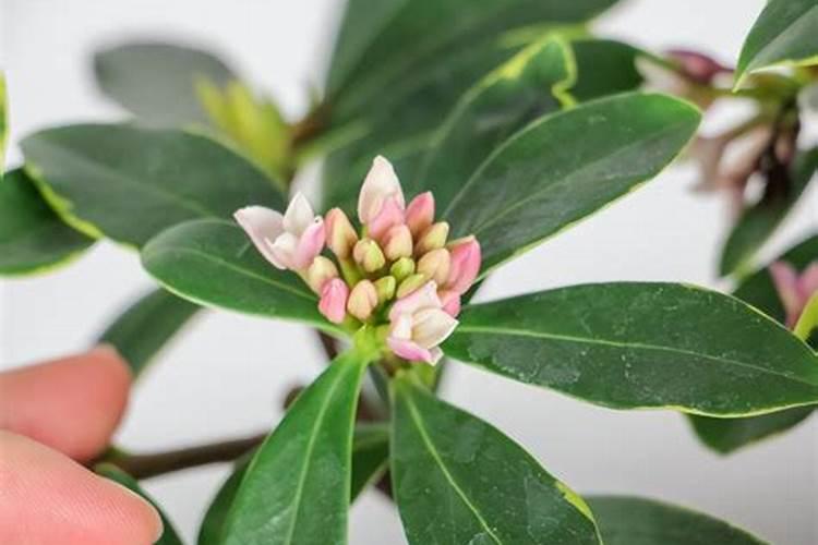 瑞香施什么肥料