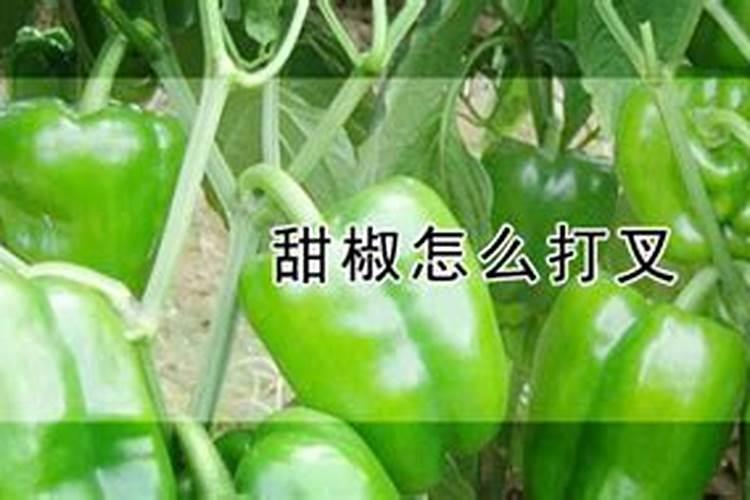 你好,请问大棚甜椒缺钙叶子和果子有什么症状？谢谢