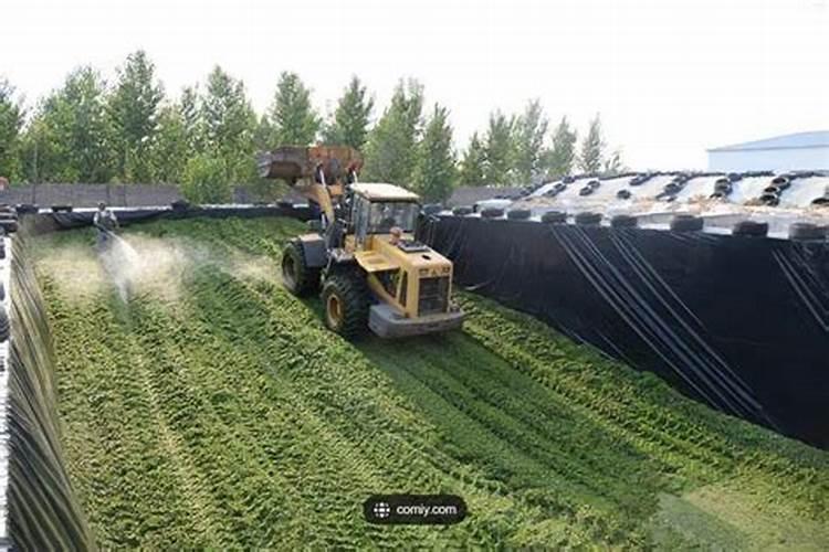 兰花用什么肥料好