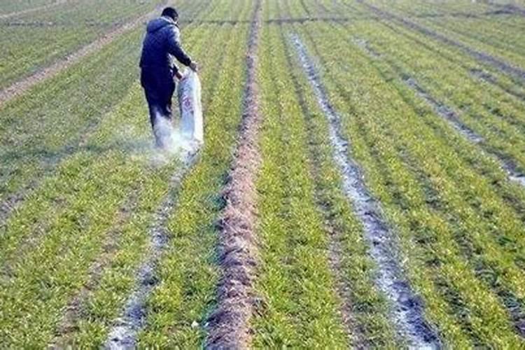 雨天磷肥撒在油菜叶面上会烧死吗？