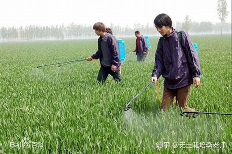 桃树控旺药怎么用效果好