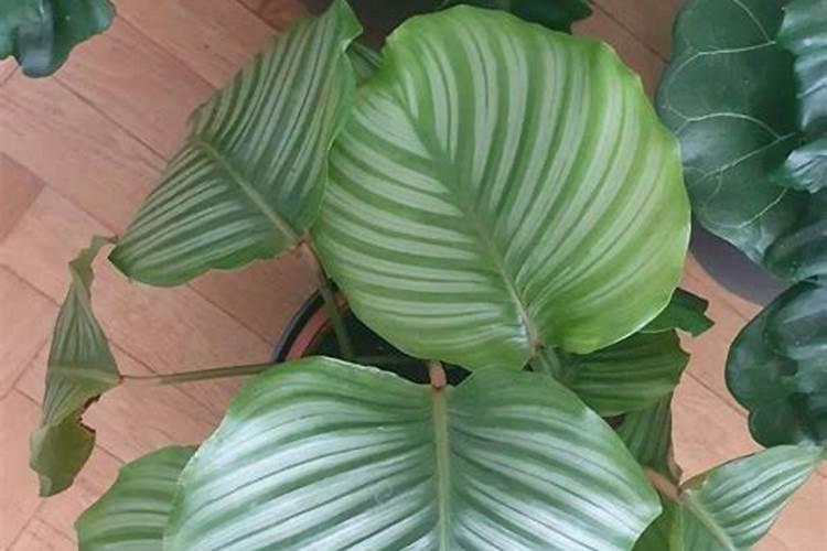 月季花什么时候开花？