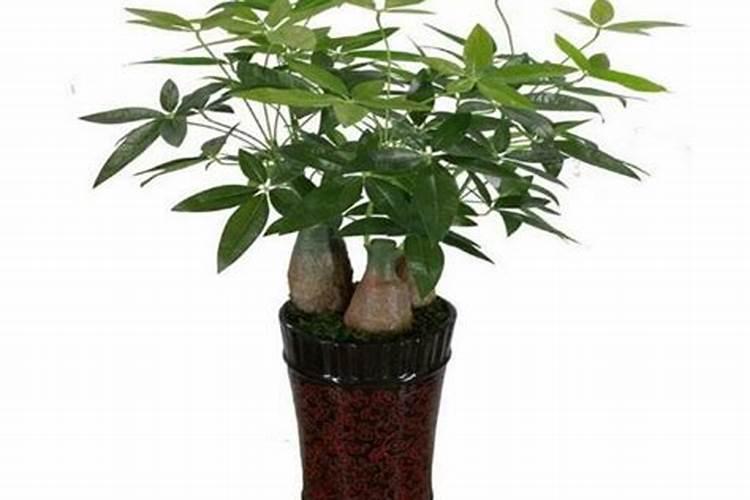 发财树浇什么肥料可枝叶旺盛