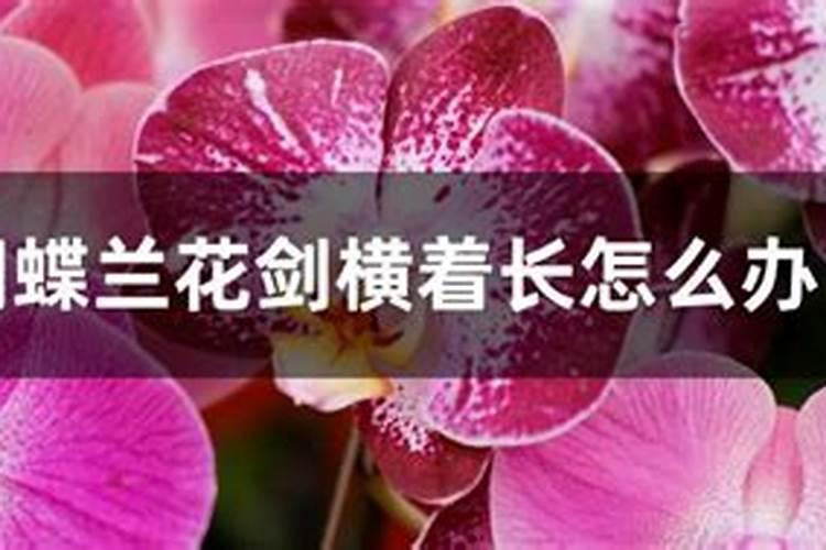 蝴蝶兰长花苞期可不可以施肥