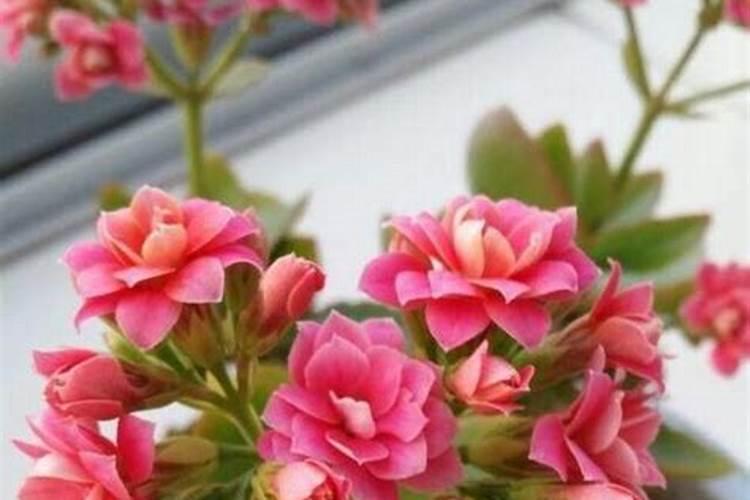 长寿花施肥方法