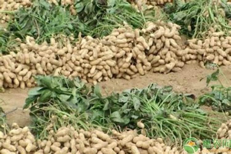 种花生用什么肥料最好最高产